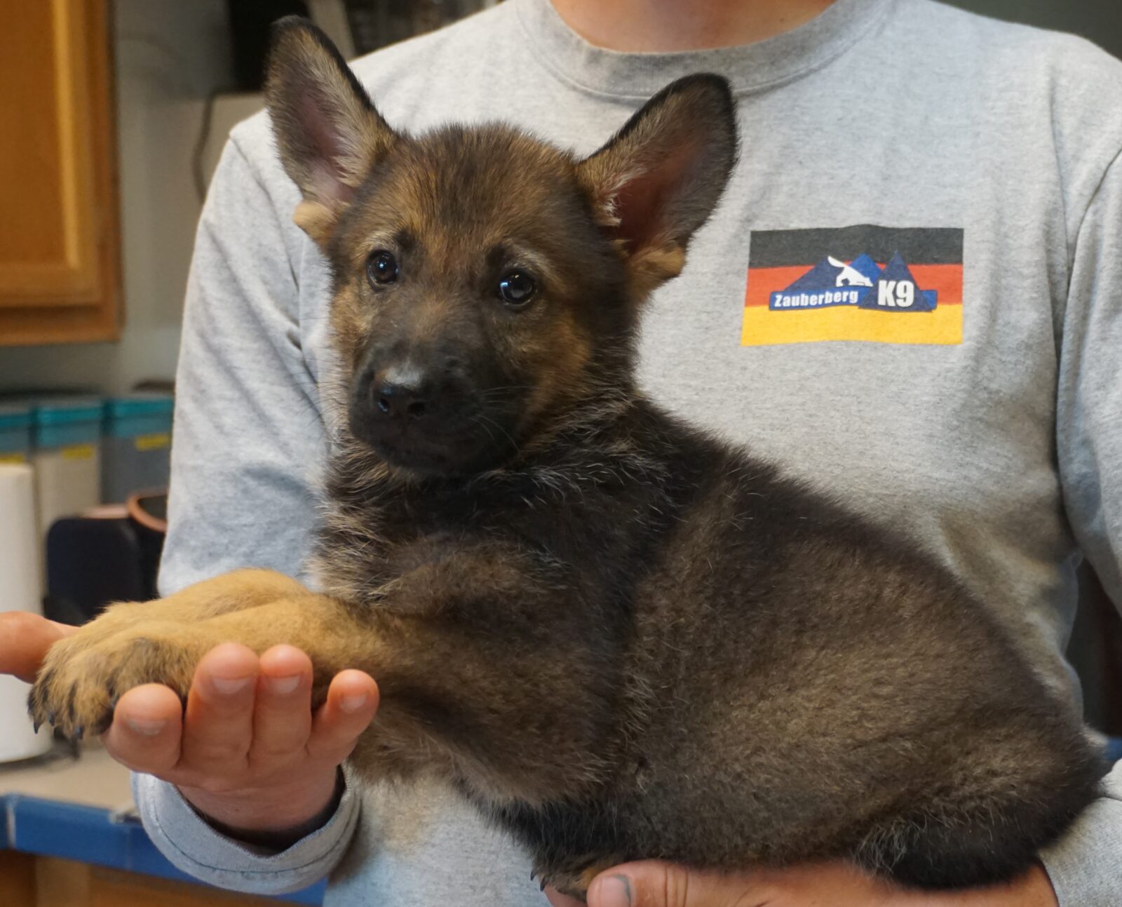Tucson puppy for sale