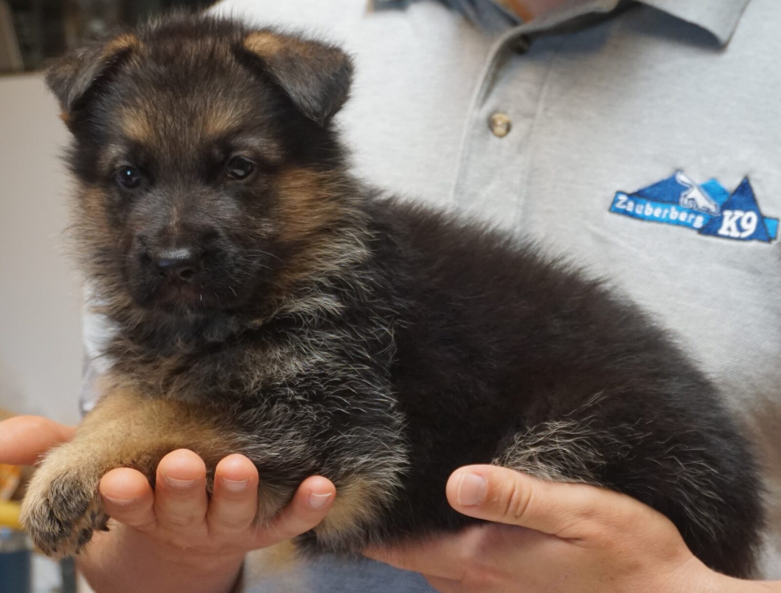 puppy shepherd picture