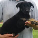 black and tan shepherd puppy