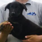 Shepherd puppy