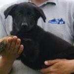 German Shepherd puppy