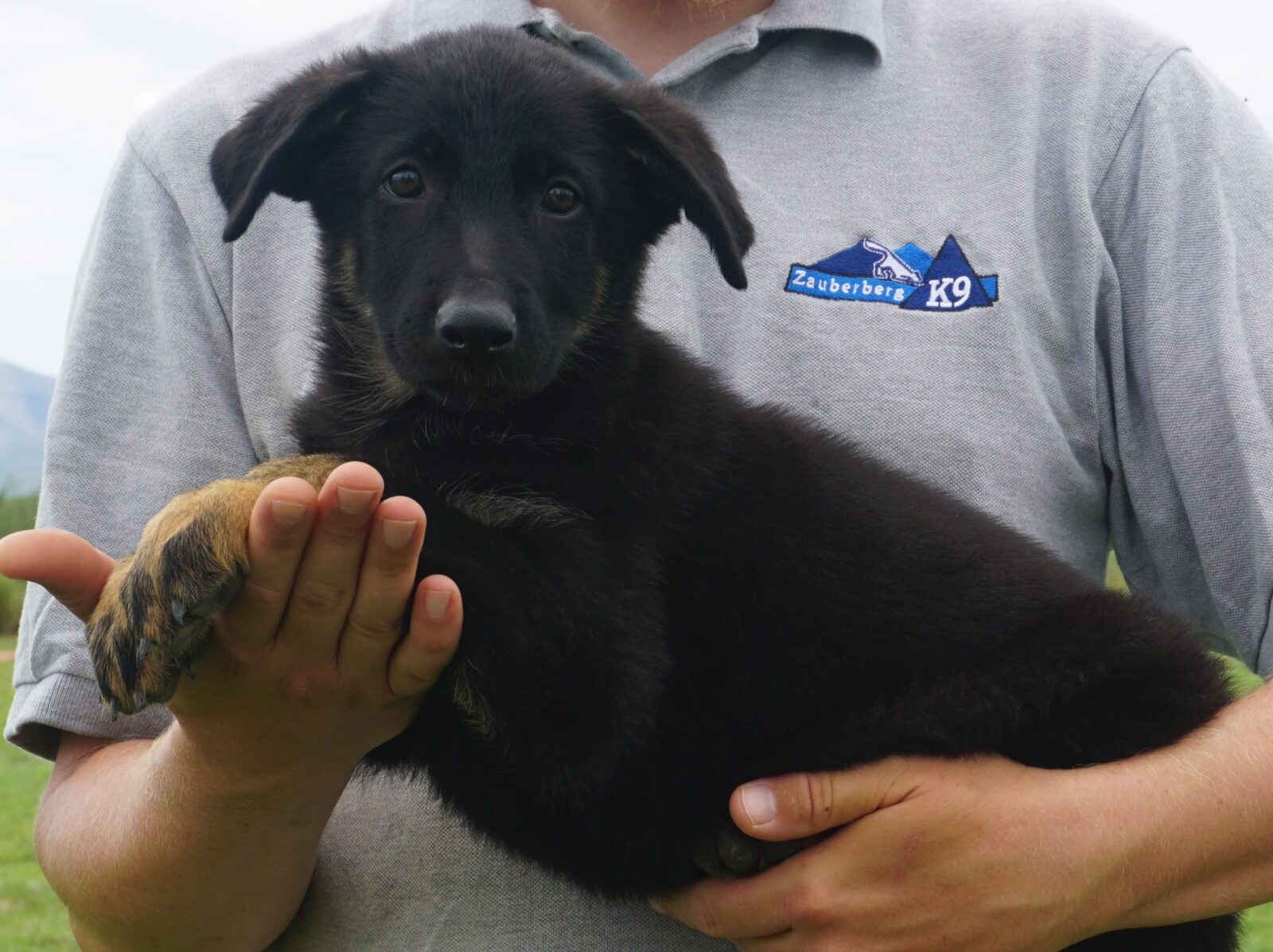 German Shepherd puppy