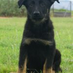 Tucson Shepherd puppy