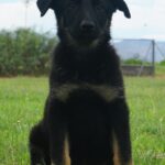 Shepherd puppy sit