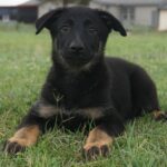 German Shepherd puppy