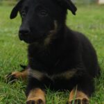Shepherd puppy for sale Tucson