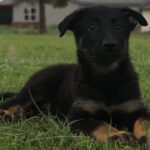 Zauberberg puppy