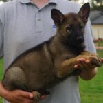 Sable German Shepherd puppy