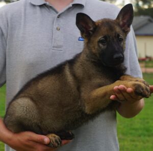 Sable German Shepherd puppy