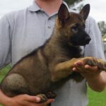 Sable Female Shepherd