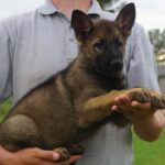 Shepherd puppy