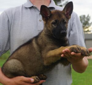 Shepherd puppy