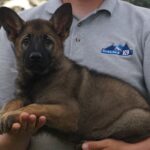 Shepherd puppy for sale