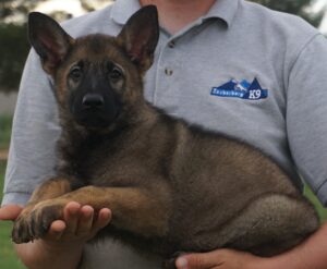 Shepherd puppy for sale