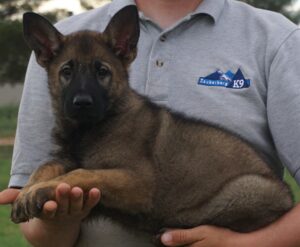 Shepherd puppy hand held