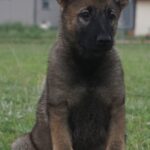 Shepherd sitting on grass