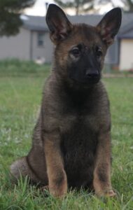 Shepherd sitting on grass
