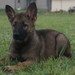 German Shepherd Puppy