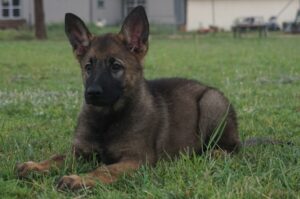 German Shepherd Puppy