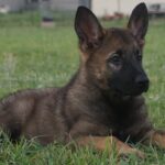 Zauberberg Puppy