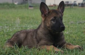 Zauberberg Puppy