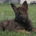 Zauberberg puppy
