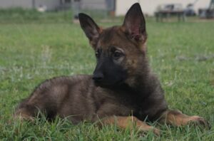 Zauberberg puppy