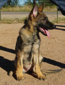 german shepherd