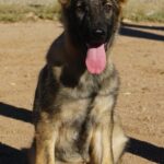 gsd sable