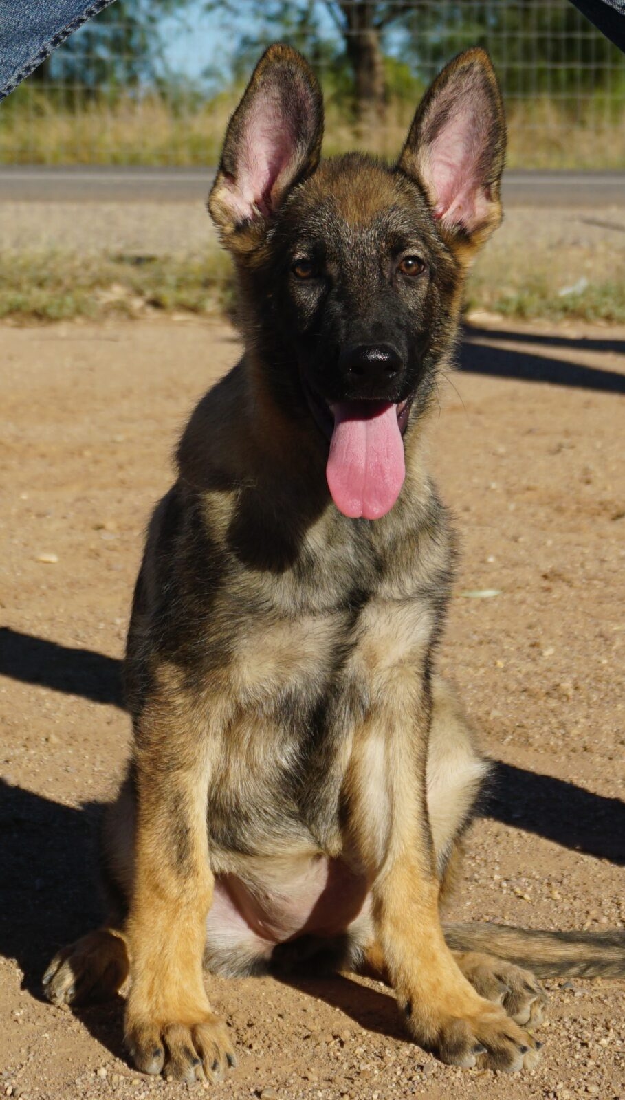 gsd sable
