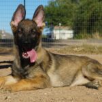 Sable German Shepherd