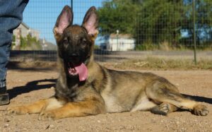 Sable German Shepherd