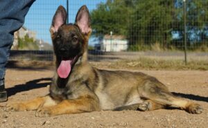 German Shepherd