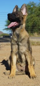 shepherd female