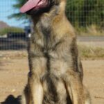 shepherd female