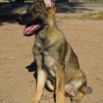 GSD Puppy