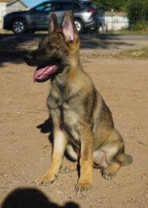 GSD Puppy