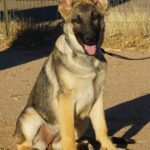 A german shepherd sitting on the ground in front of some grass.