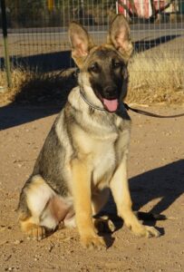 A german shepherd sitting on the ground in front of some grass.