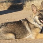 A dog laying on the ground with its mouth open.