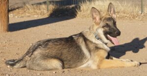 A dog laying on the ground with its mouth open.