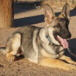 A german shepherd dog sitting on the ground.