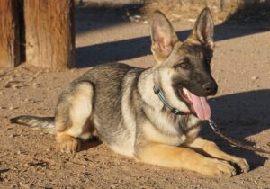 A german shepherd dog sitting on the ground.
