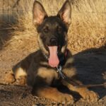 A dog laying in the dirt with its tongue hanging out.