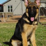 A german shepherd puppy sitting in the grass.