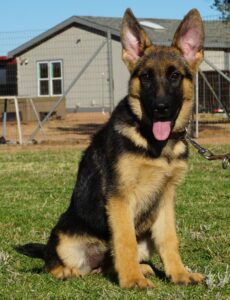 A german shepherd puppy sitting in the grass.