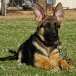 A german shepherd dog laying in the grass.