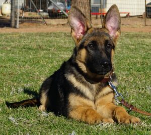 A german shepherd dog laying in the grass.