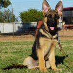 A german shepherd puppy sitting in the grass.