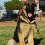 A german shepherd puppy sitting in the grass.